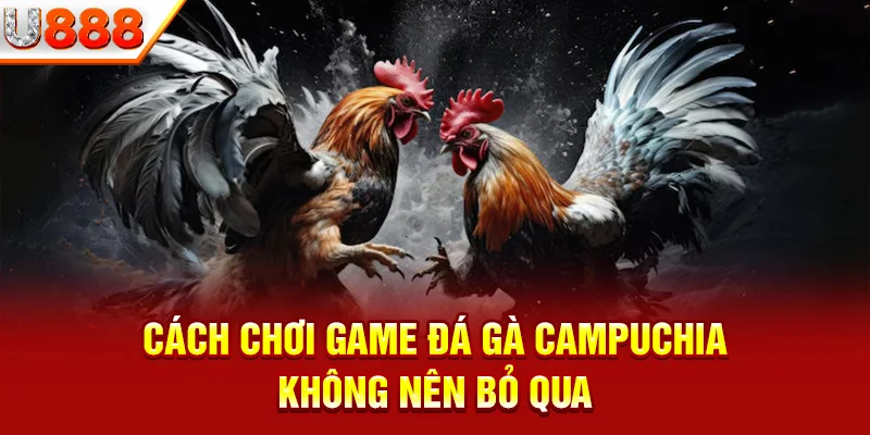 Cách chơi game đá gà Campuchia không nên bỏ qua