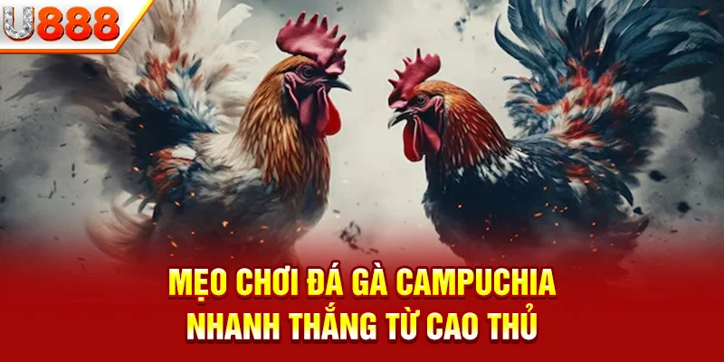 Nắm ngay kinh nghiệm chơi đá gà nhanh thắng nhất