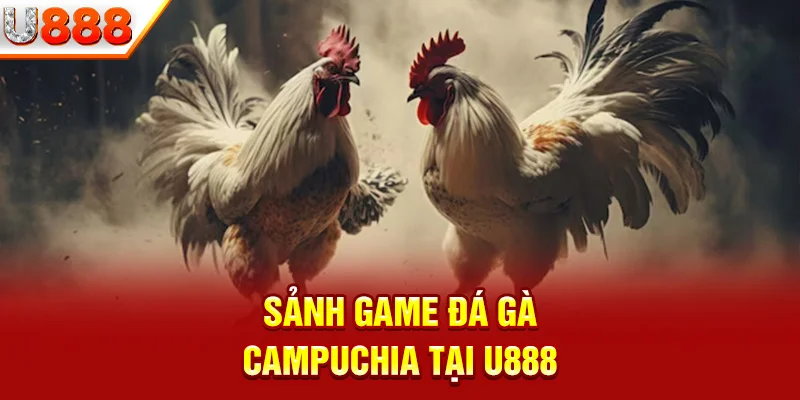 Sảnh đá gà U888 được khá nhiều người yêu thích